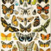 Puzzle Millot Papillons - Piatnik - 1000 pièces