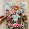 Orchids2 Puzzle Orchids - Penny Puzzle - 500 pièces